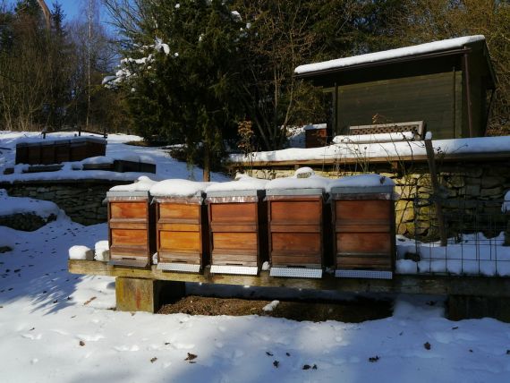 Včelaření v zimě